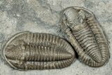 Three Mississippian Trilobites (Ameropiltonia) - Missouri #325628-1
